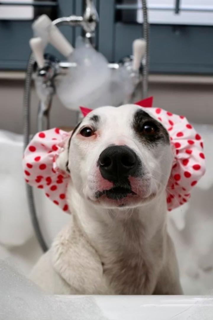 Secret Life of Dogs (secret-life-of-dogs) Документальный сериал