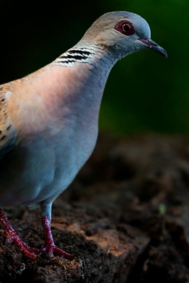 Долгий путь горлицы (dolgij-put-gorlitsy) Документальный фильм