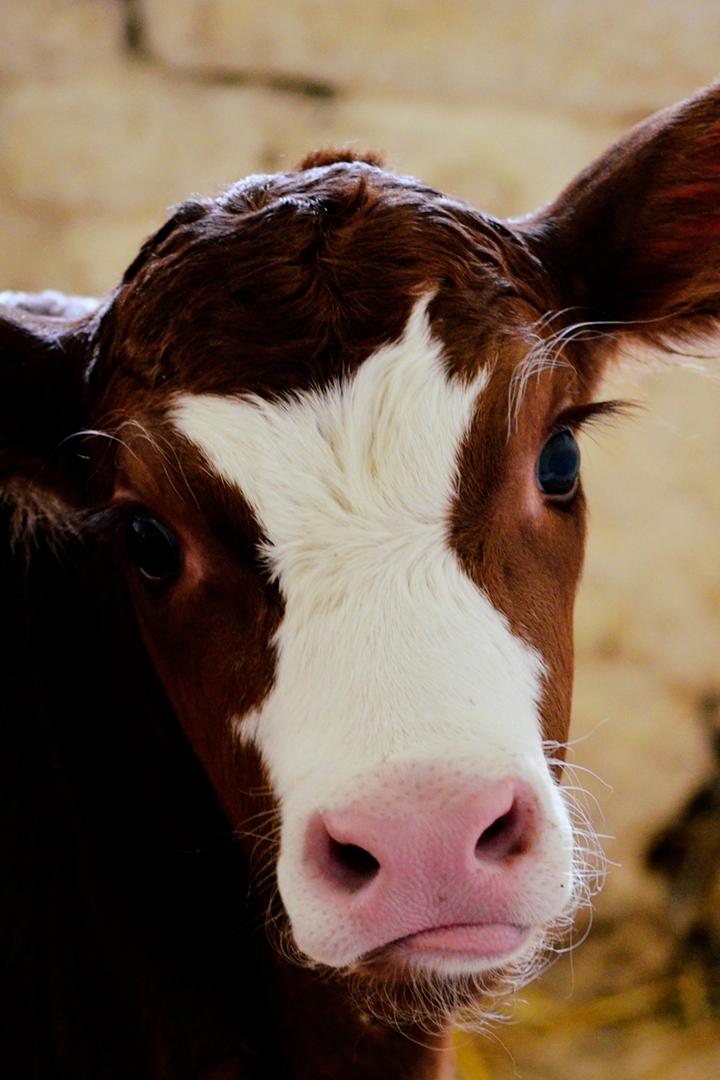 Коровий дар (korovij-dar) Документальный фильм