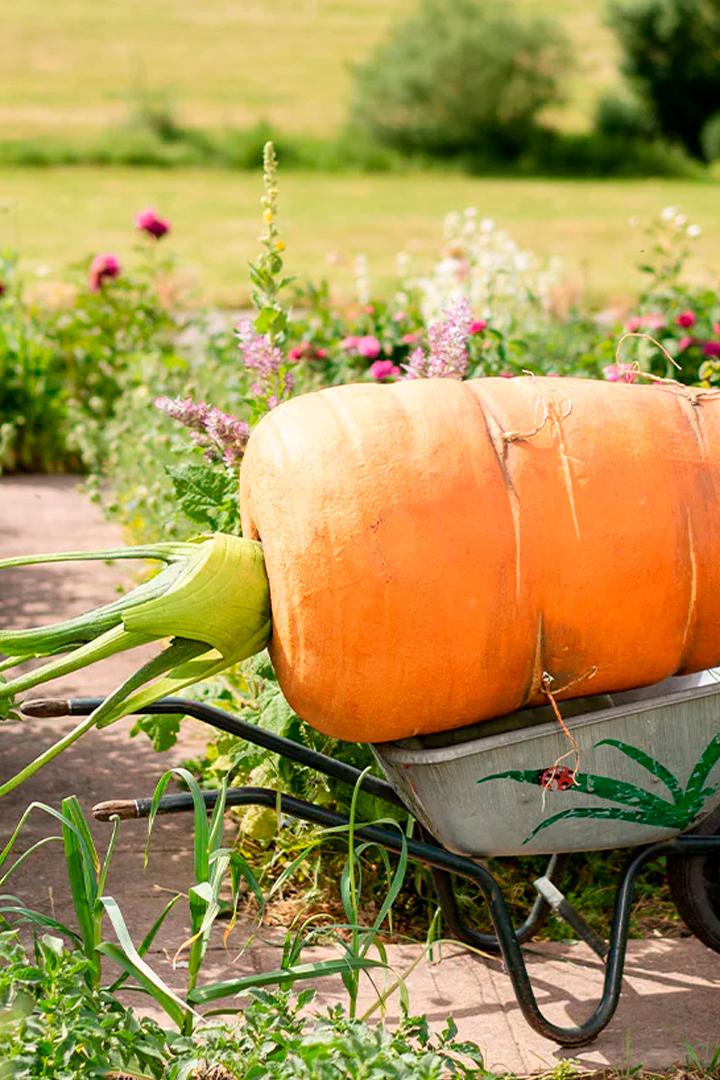 Mein leckerer Garten (mein-leckerer-garten) Досуг, хобби