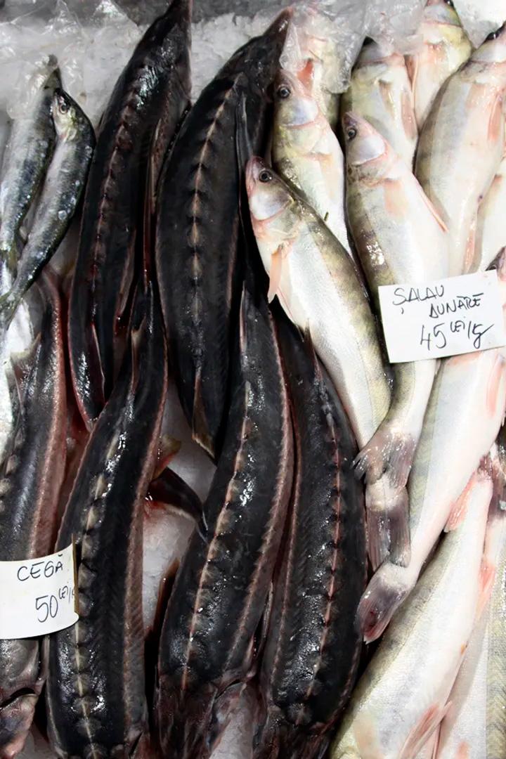 Im Bauch von Bukarest (im-bauch-von-bukarest) Документальный сериал