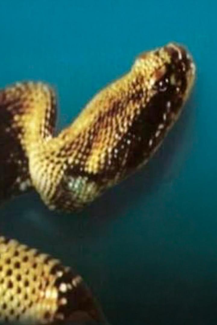 Гремучая змея (gremuchaja-zmeja) Фильм 1976