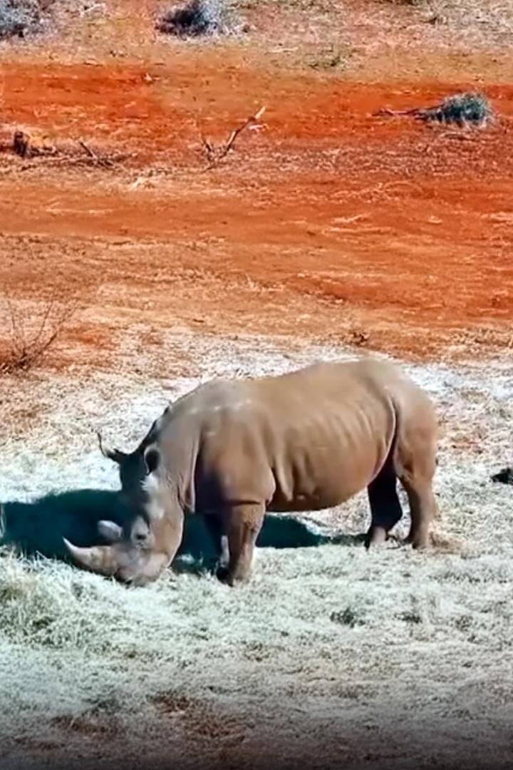 За носорогом в ЮАР (za-nosorogom-v-juar) Досуг, хобби