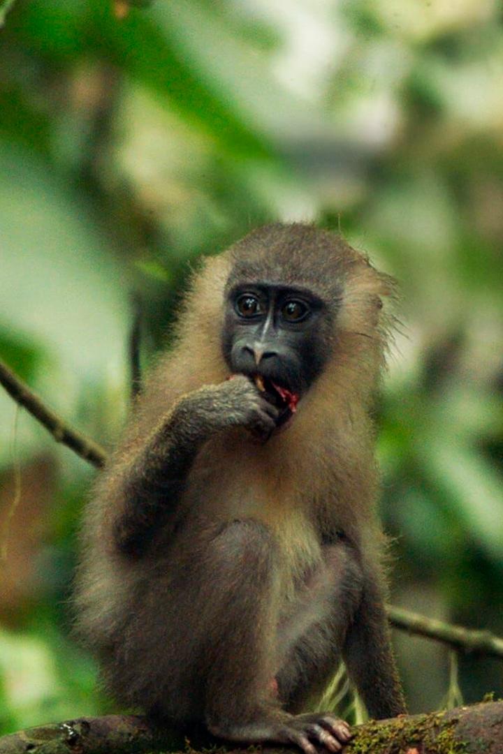 Afrikas geheimnisvolle Welten (afrikas-geheimnisvolle-welten) Документальный фильм