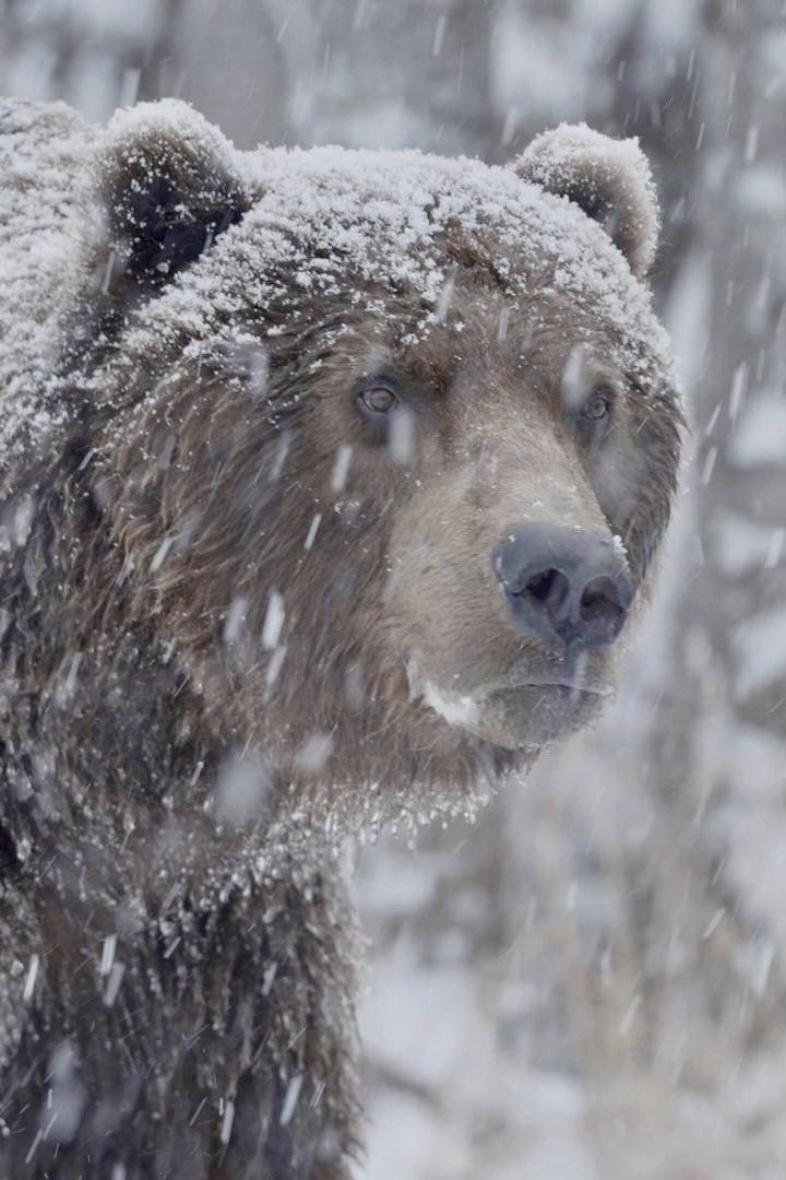 Bärland (brland) Документальный фильм