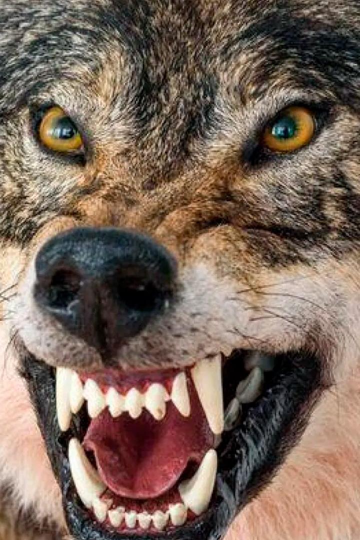 Cīņas dzīvnieku pasaulē (cas-dzvnieku-pasaul) Документальный сериал