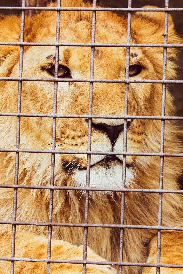 Зоопарк или золотая клетка? (zoopark-ili-zolotaja-kletka) Документальный фильм