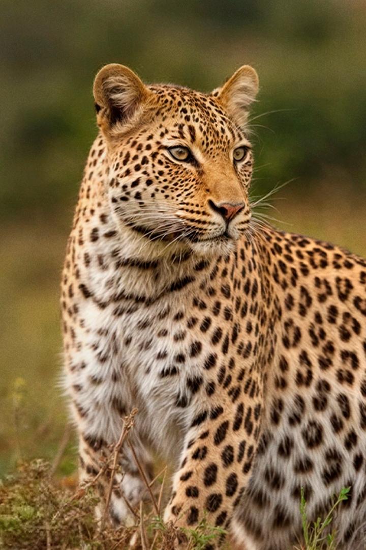 Заповедник Шамвари (zapovednik-shamvari) Документальный сериал