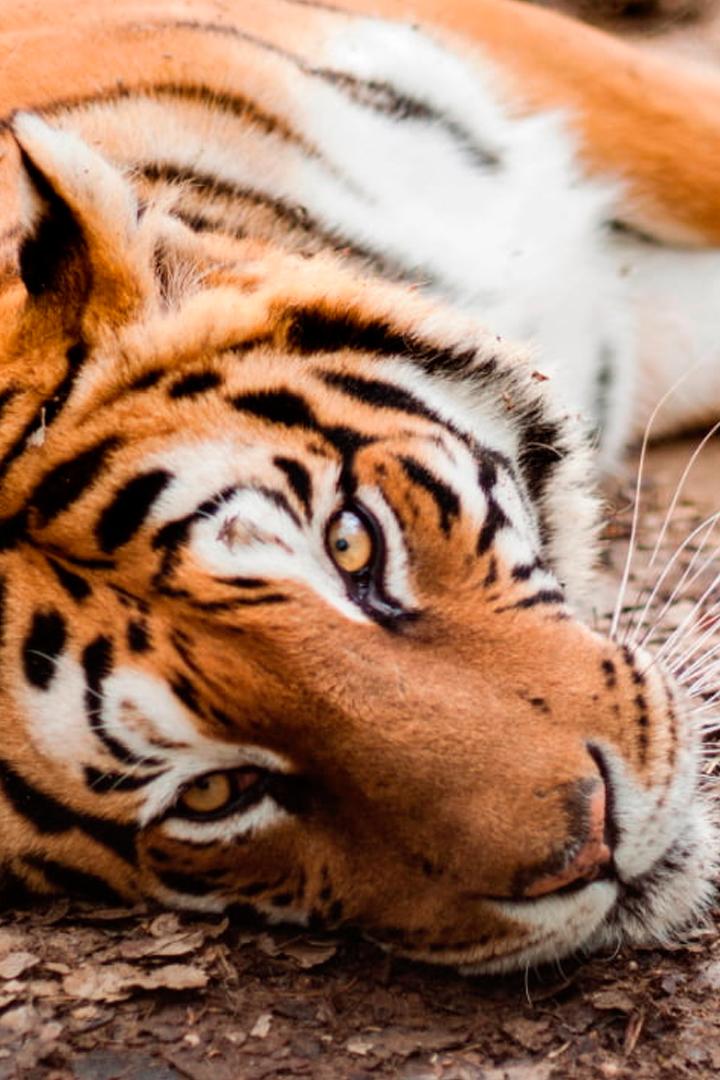 Наша большая семья (nasha-bolshaja-semja) Реалити-шоу