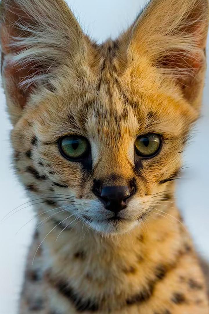 Expeditionen ins Tierreich (expeditionen-ins-tierreich) Документальный сериал