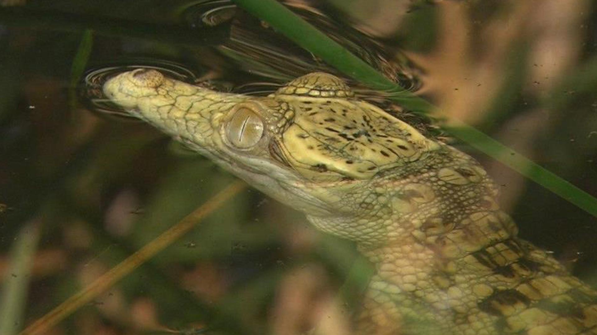 Африканские аутсайдеры (afrikanskie-autsajdery) Документальный сериал