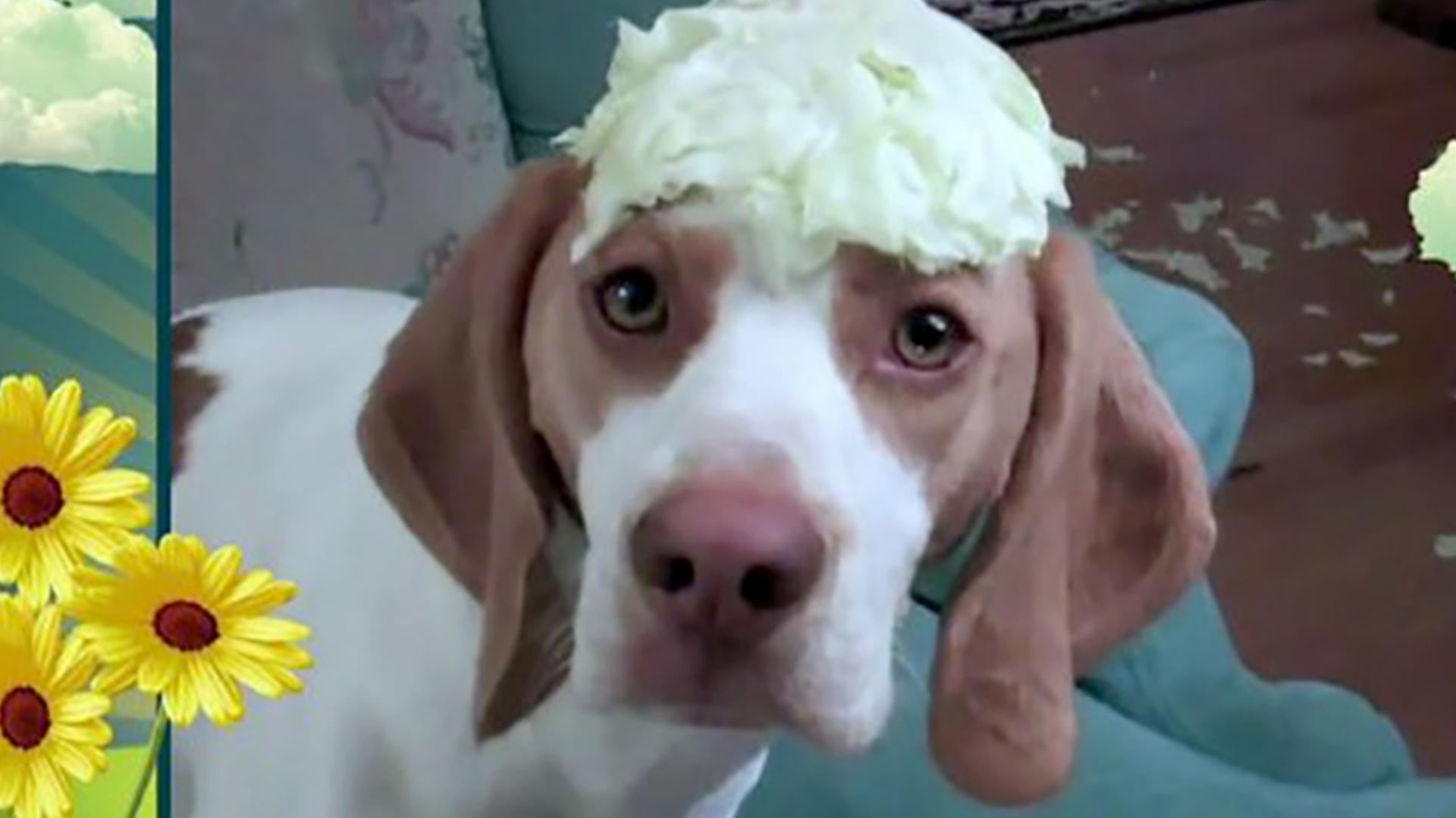 Коронованные питомцы (koronovannye-pitomtsy) Документальный сериал