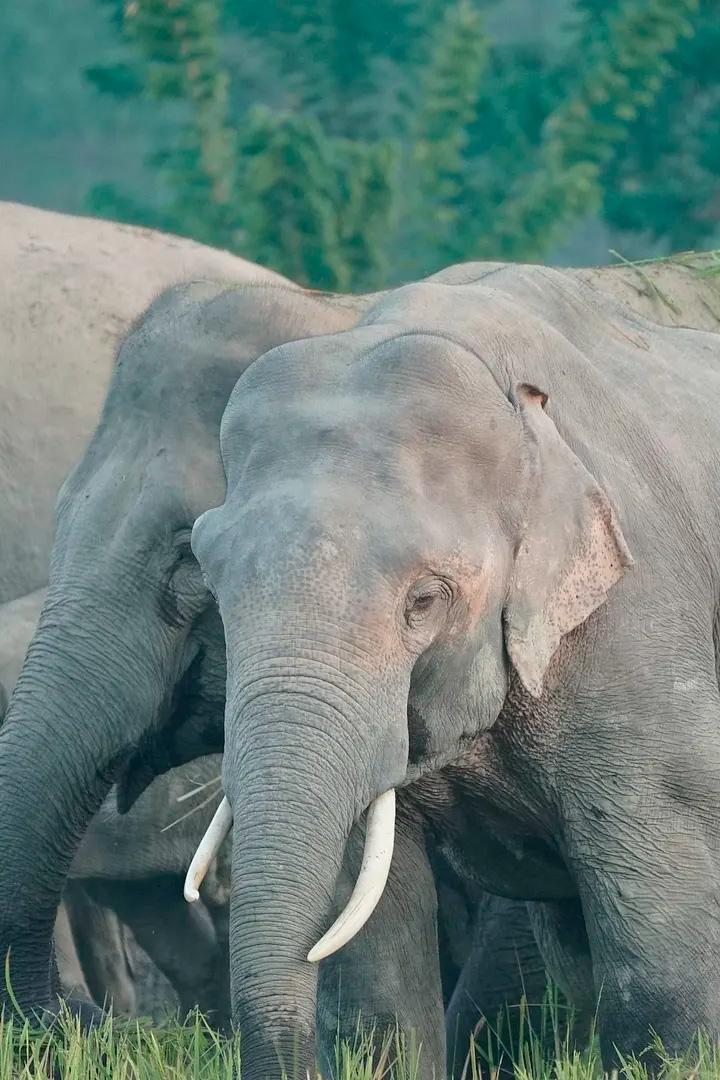Inde, les éléphants de la discorde (inde-les-lphants-de-la-discorde) Документальный фильм