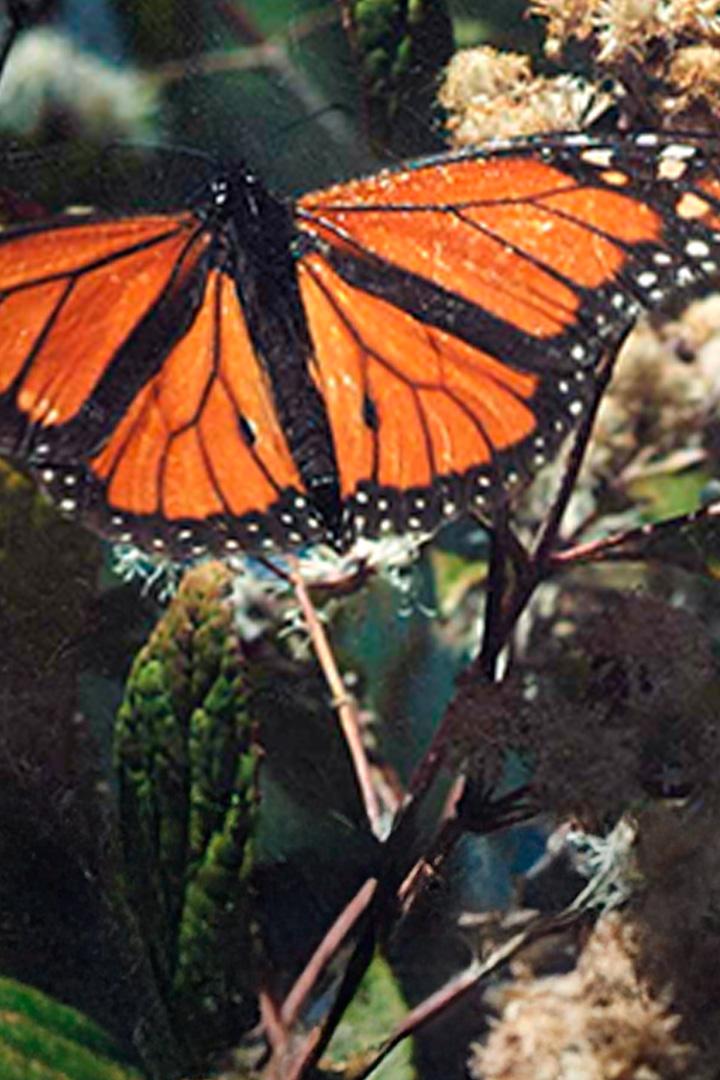 Anotimpurile naturii (anotimpurile-naturii) Документальный сериал