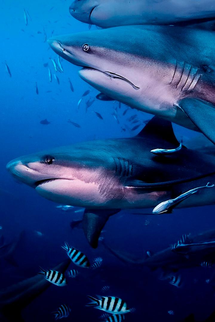 Возвращение на остров акул (vozvraschenie-na-ostrov-akul) Документальный фильм