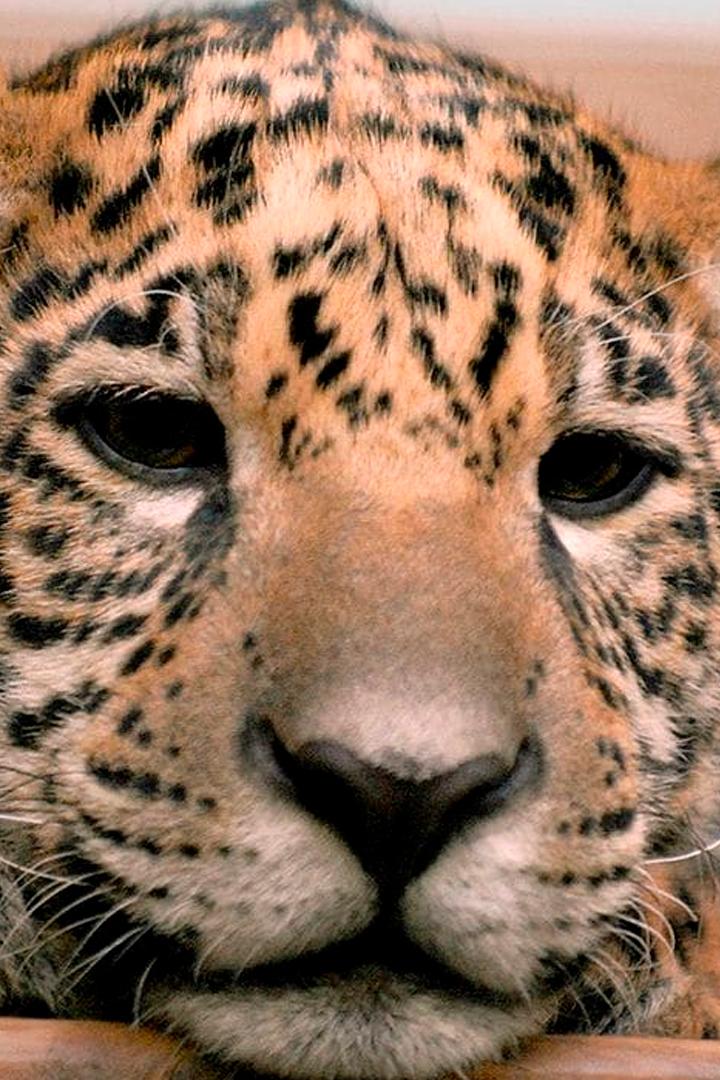 Zoobabies (zoobabies) Документальный сериал