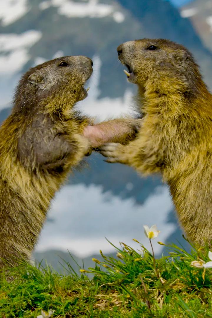 Alpii: vieți la extremă (alpii-viei-la-extrem) Документальный фильм