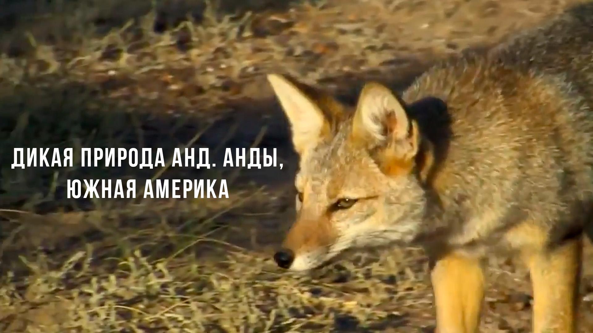 Дикая природа Анд. Анды, Южная Америка (dikaja-priroda-and-andy-juzhnaja-amerika) Документальный фильм