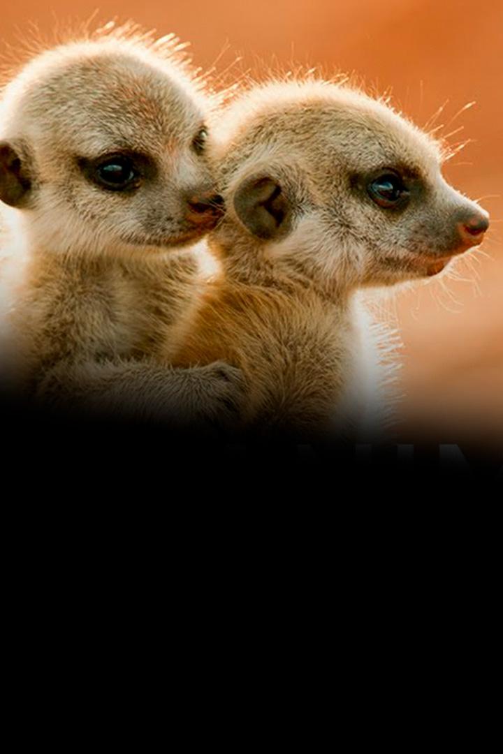 Wild Animal Babies (wild-animal-babies) Документальный сериал