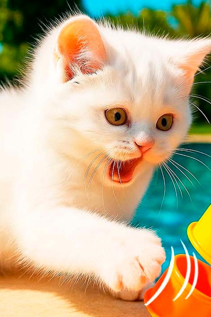 Кефир (kefir) Досуг, хобби