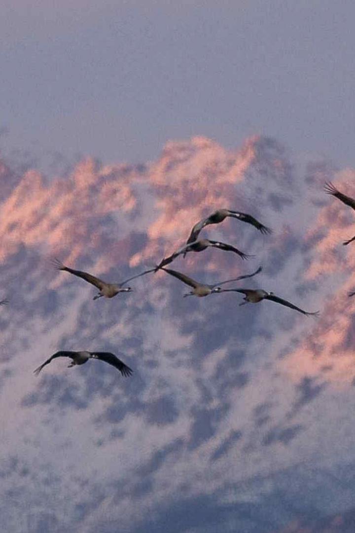 Las aves del frío (las-aves-del-fro) Документальный фильм