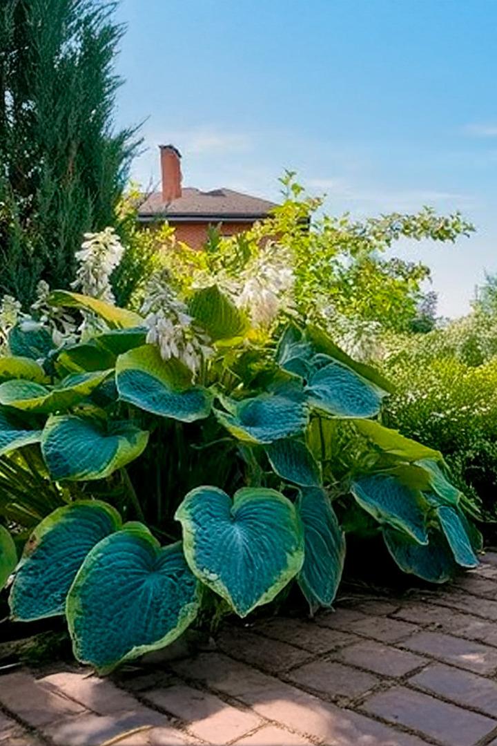 Хоста. Обзор сортов (hosta-obzor-sortov) Досуг, хобби