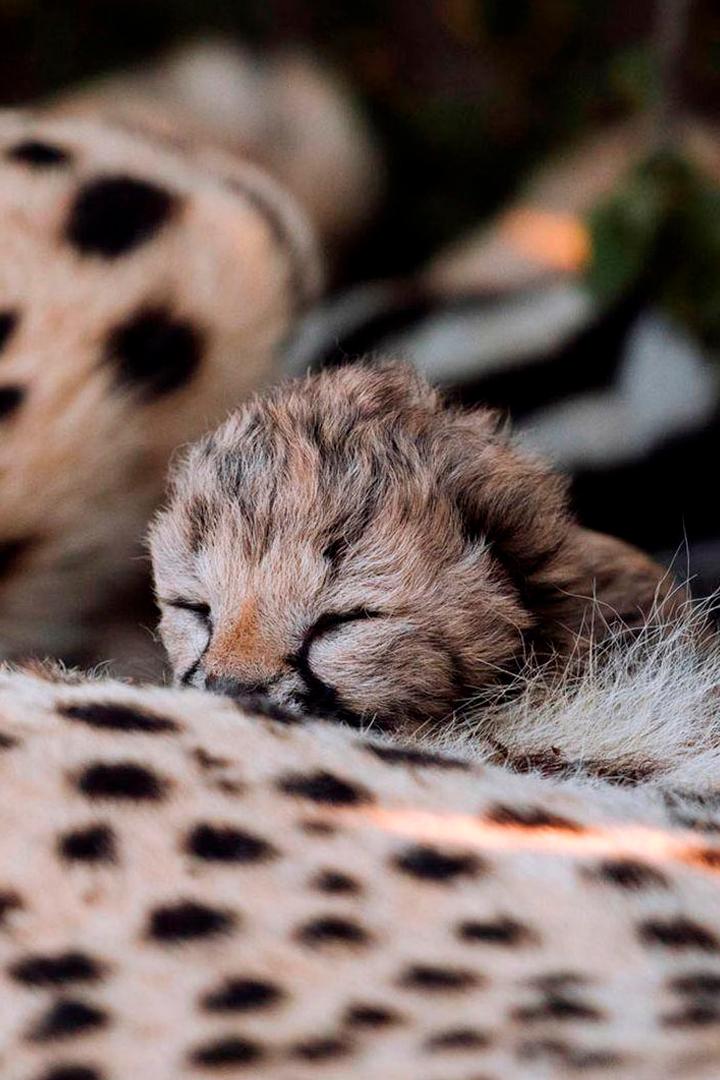 Tierkinder der Wildnis (tierkinder-der-wildnis) Познавательное