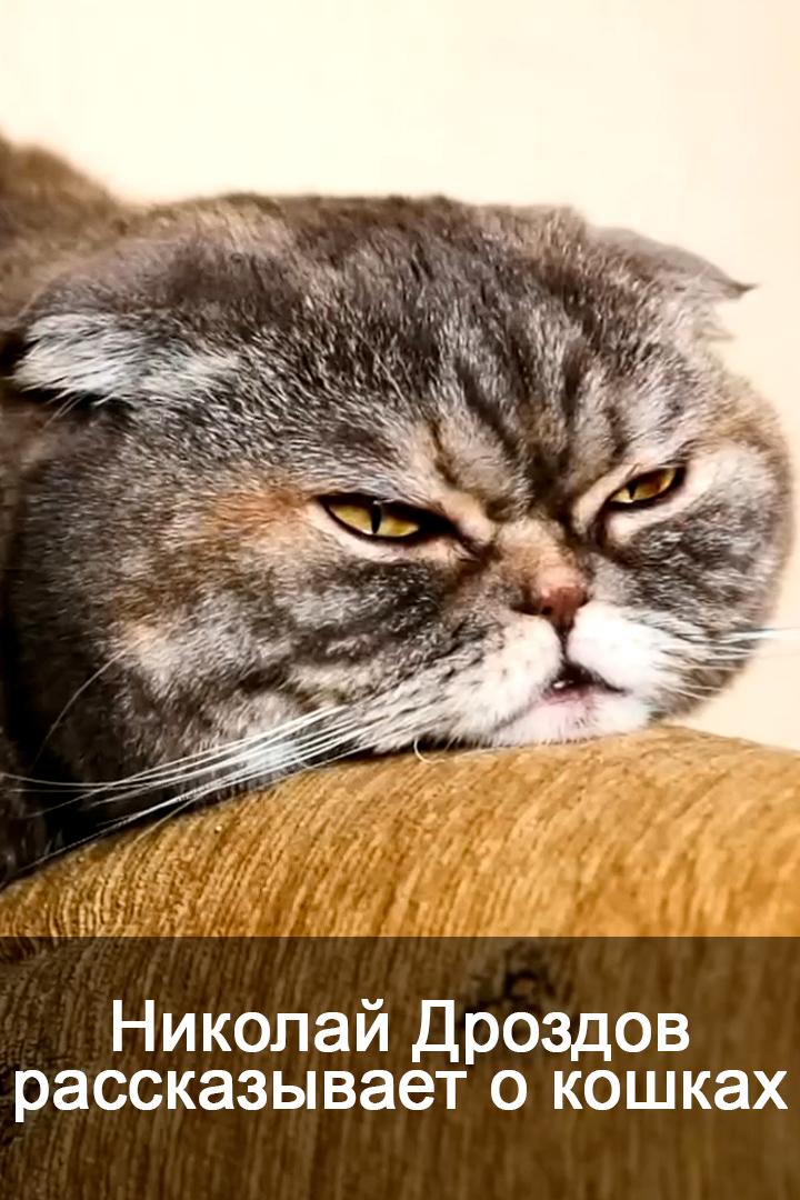 Николай Дроздов рассказывает о кошках (nikolaj-drozdov-rasskazyvaet-o-koshkah) Документальный фильм