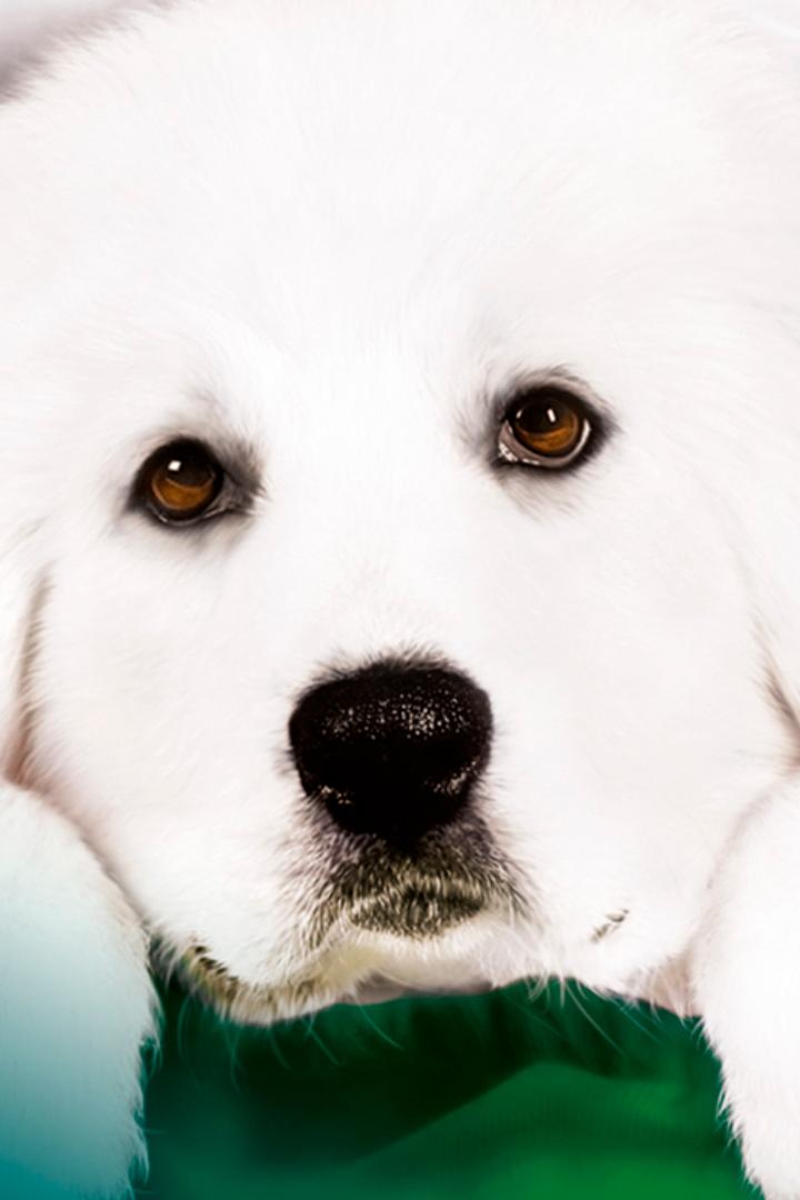 В поисках Санта Лапуса (v-poiskah-santa-lapusa) Фильм 2010