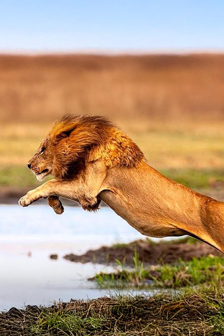 Дикая Боствана (dikaja-bostvana) Документальный фильм