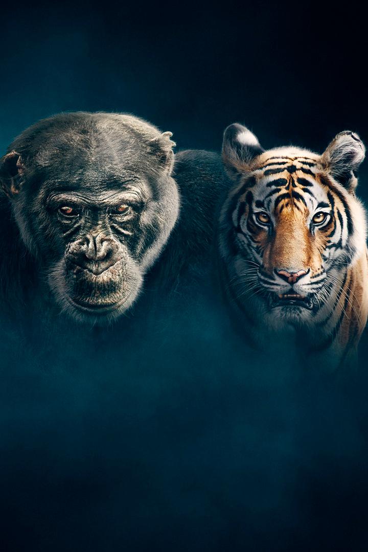 Династии (dinastii) Документальный сериал