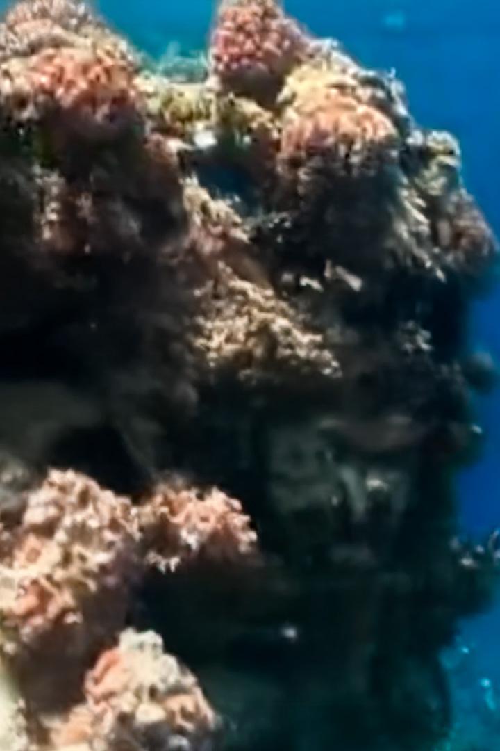 Обитатели Красного моря (obitateli-krasnogo-morja) Документальный фильм