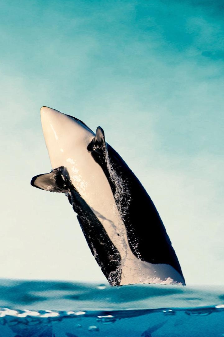 Миграции: большой заплыв (migratsii-bolshoj-zaplyv) Документальный фильм