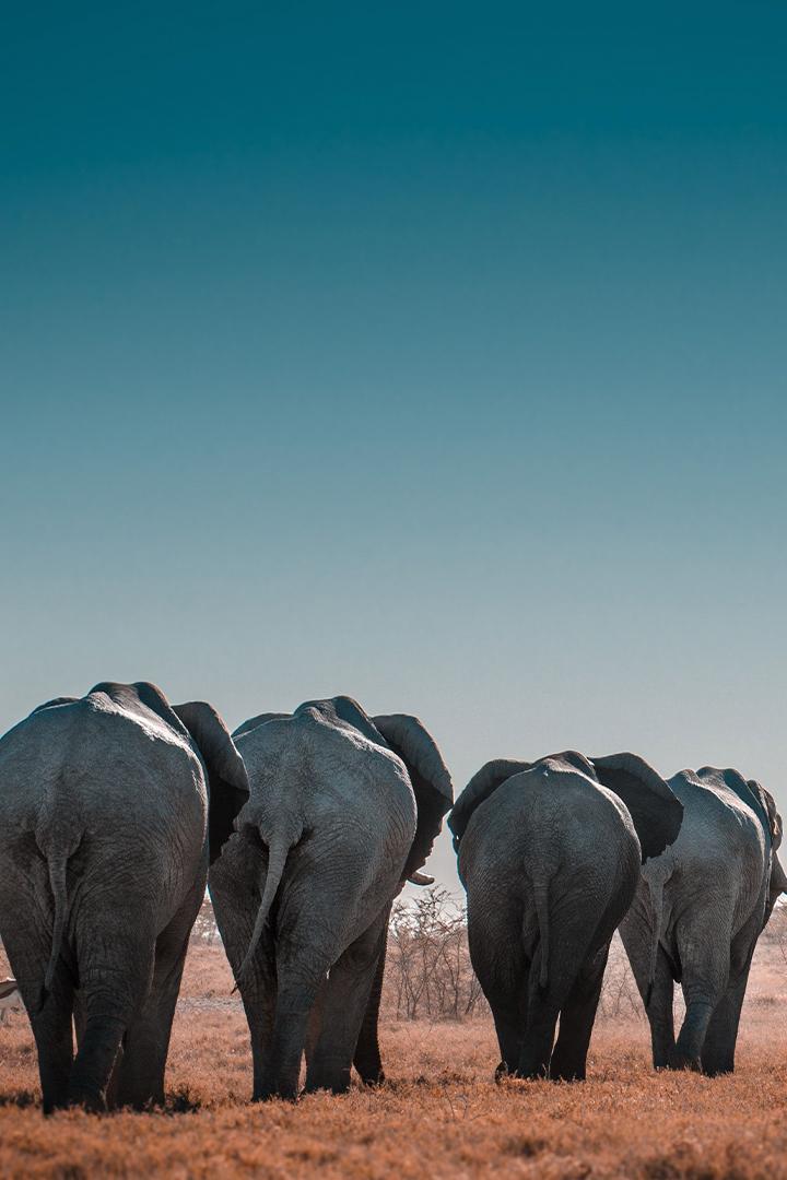 Миграции: стада в движении (migratsii-stada-v-dvizhenii) Документальный фильм