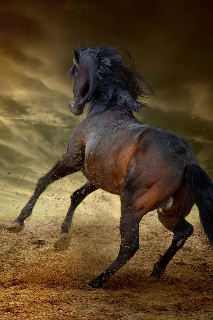 Ход конём (hod-konem) Познавательное