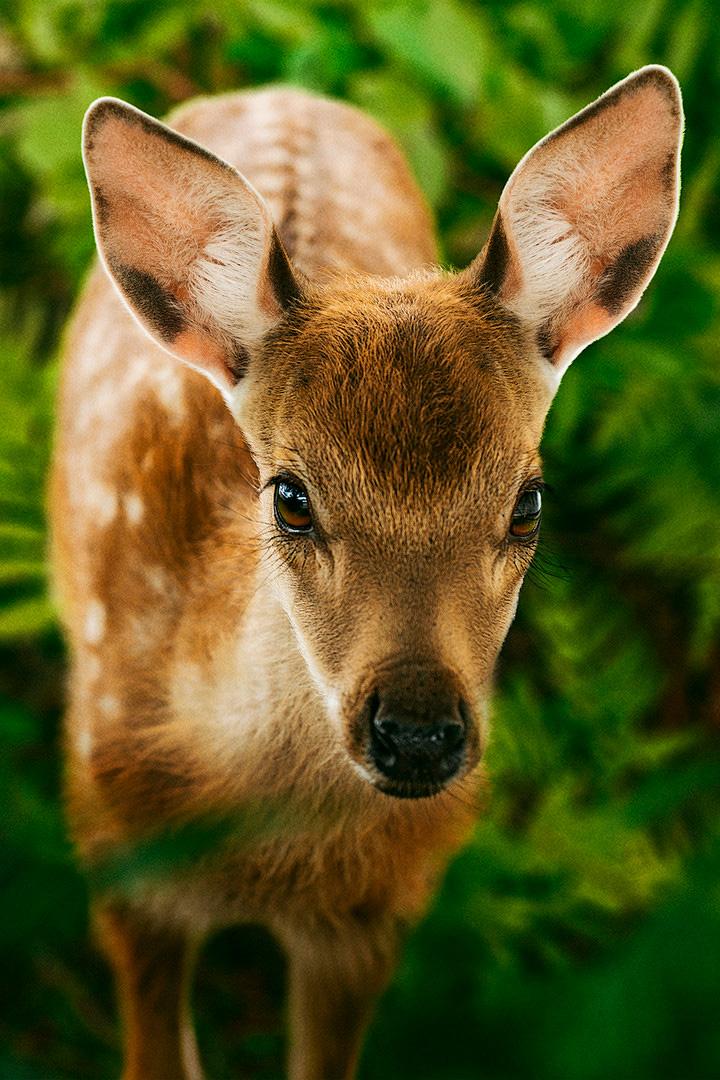 Бэмби. История жизни в лесу (bembi-istorija-zhizni-v-lesu) Фильм 2024
