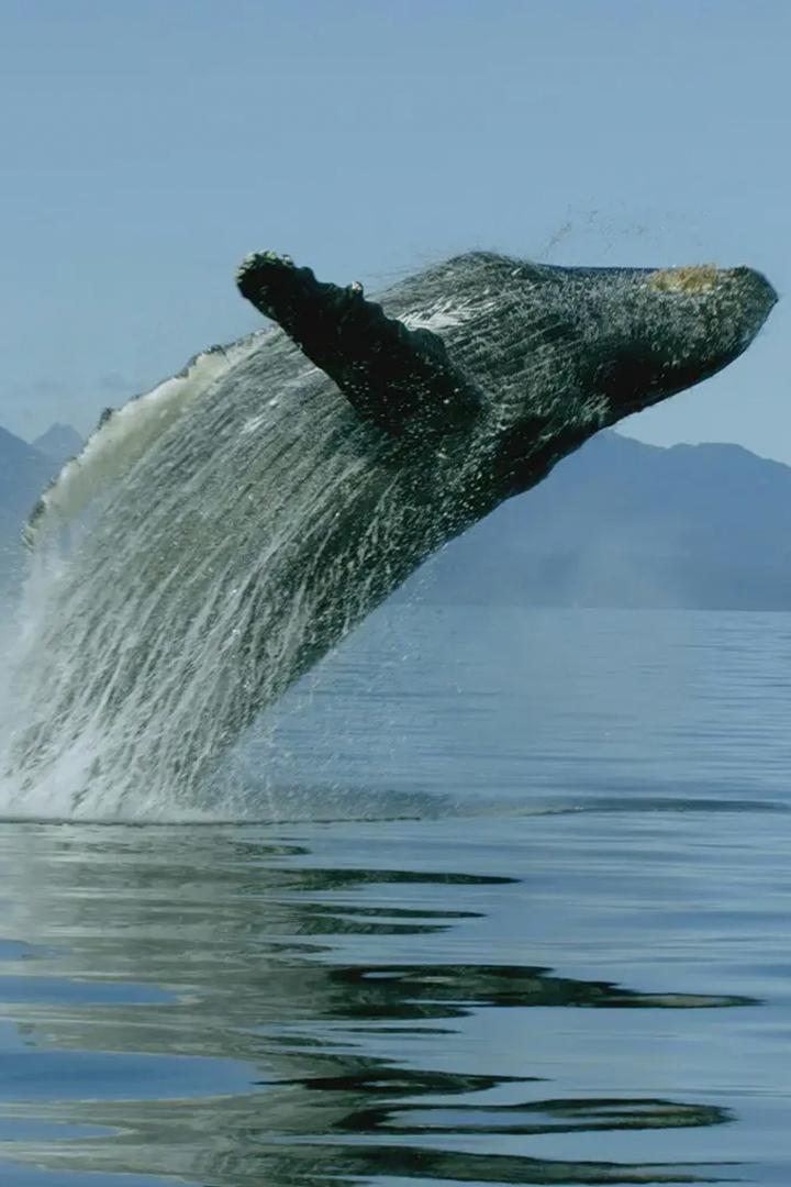 Интеллект животных (intellekt-zhivotnyh) Документальный фильм