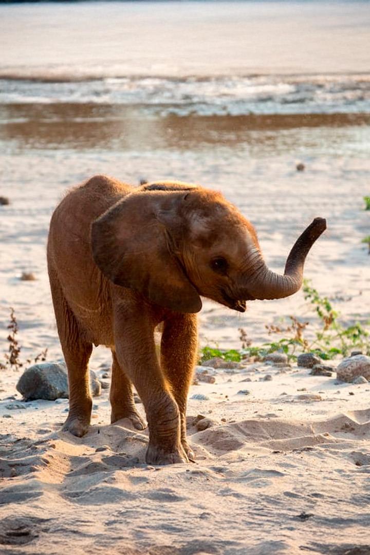 Animales juguetones (animales-juguetones) Документальный сериал