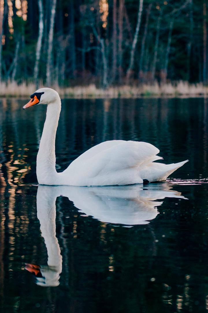 Лебедь (lebed) Досуг, хобби