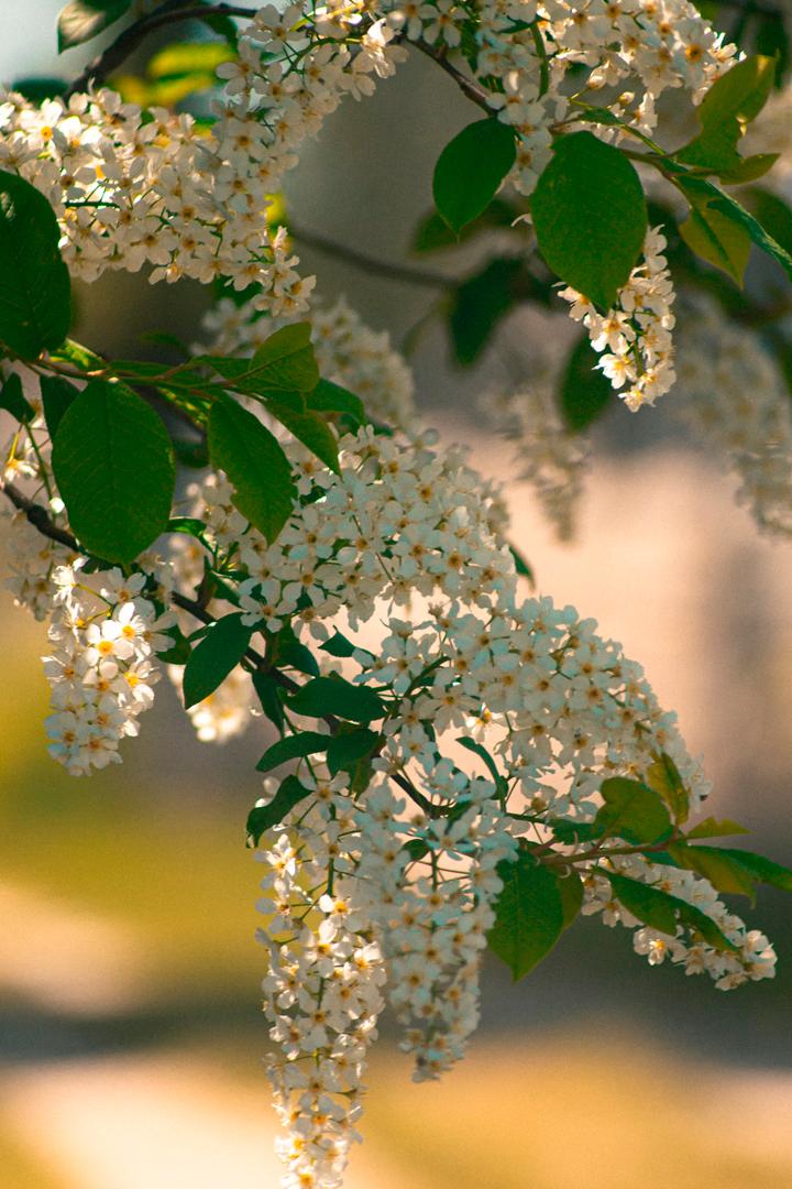 Черёмуха (cheremuha) Досуг, хобби