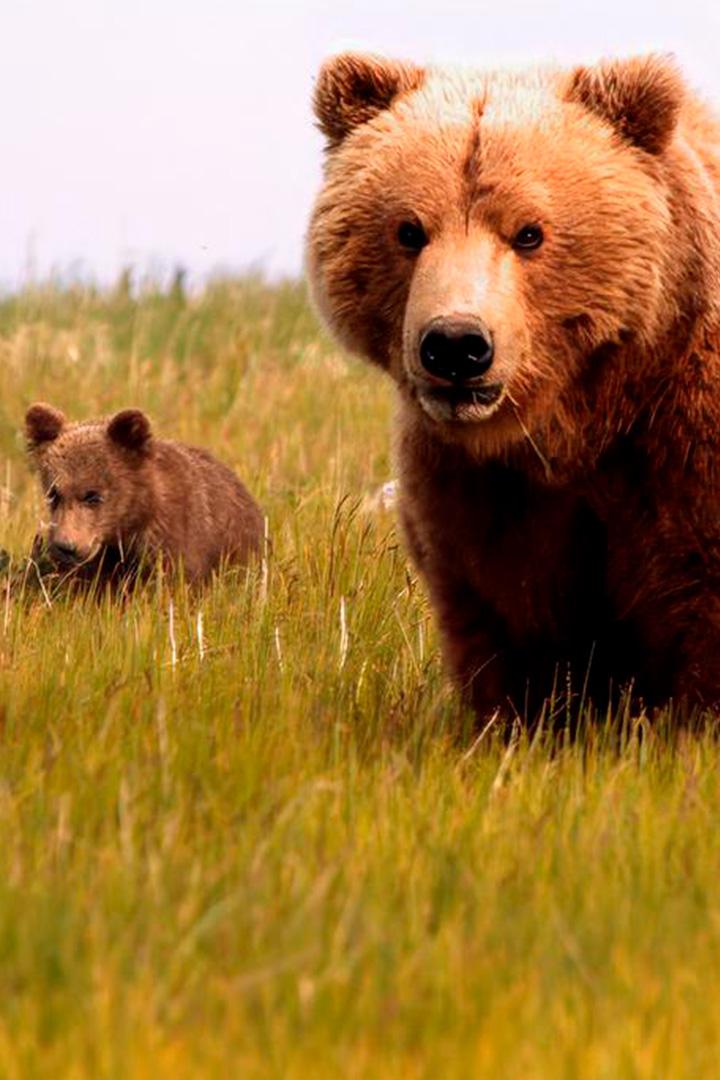 Alaskas Bären (alaskas-bren) Документальный фильм