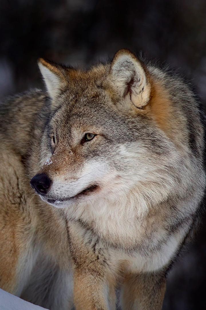 Дикая Лапландия (dikaja-laplandija) Документальный фильм