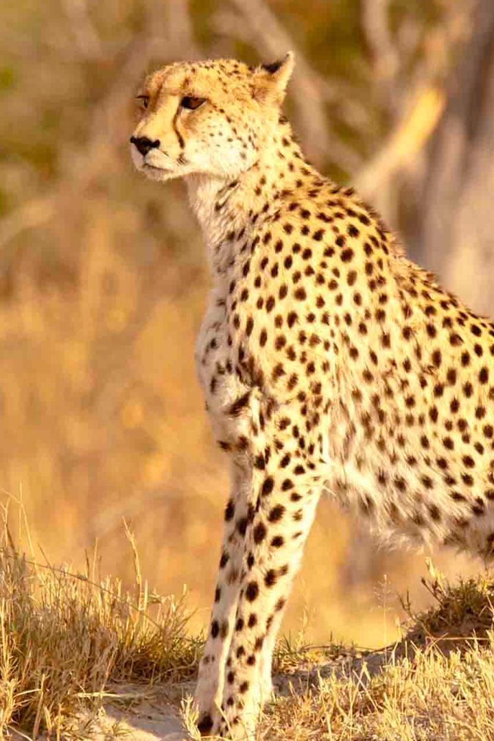 Быстроногая королева Серенгети (bystronogaja-koroleva-serengeti) Документальный фильм