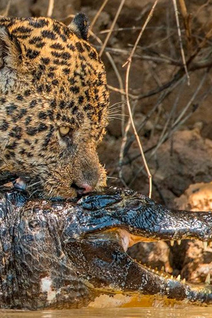 Ягуары против крокодилов (jaguary-protiv-krokodilov) Документальный фильм