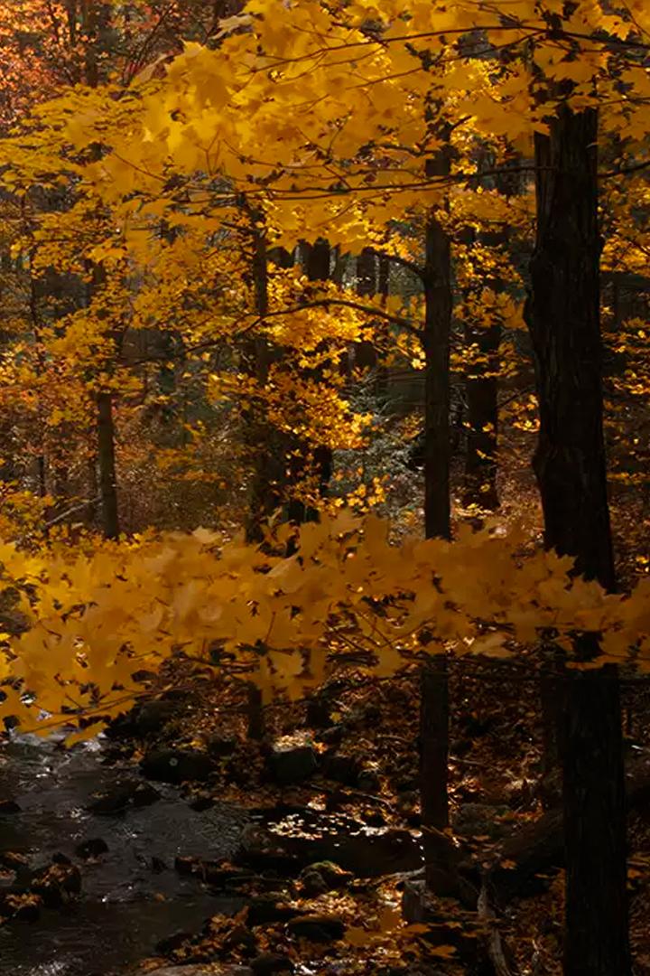 Чудеса дикой природы Новой Англии (chudesa-dikoj-prirody-novoj-anglii) Документальный фильм