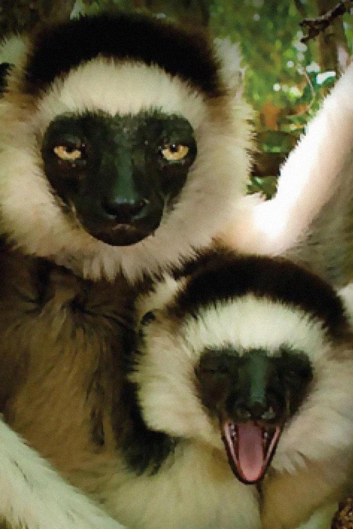 Мадагаскар (madagaskar) Документальный сериал