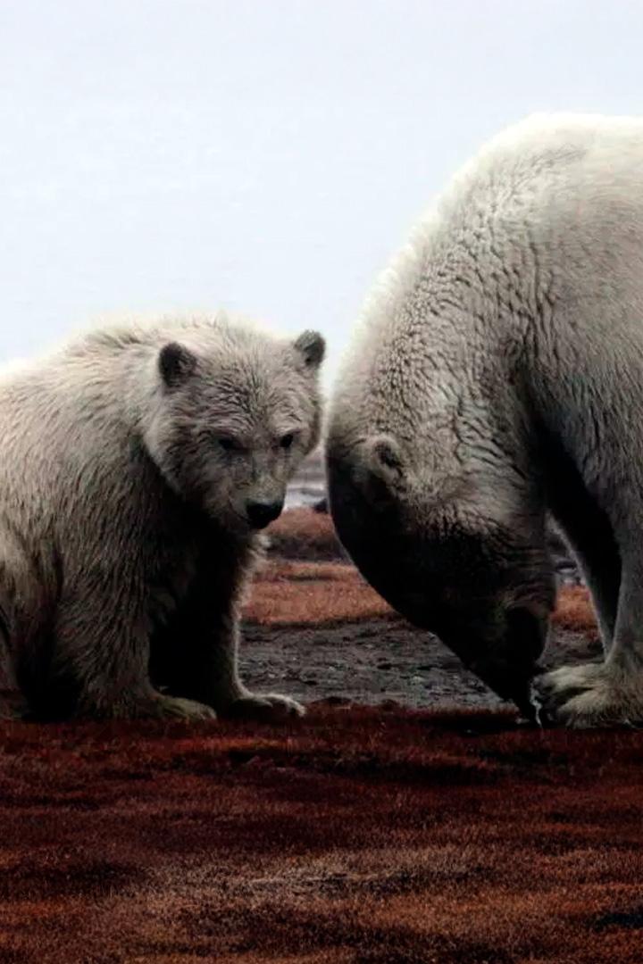 Дикая природа Аляски (dikaja-priroda-aljaski) Документальный сериал