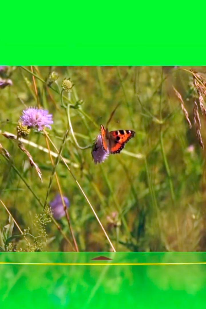 Тайны трав (tajny-trav) Досуг, хобби