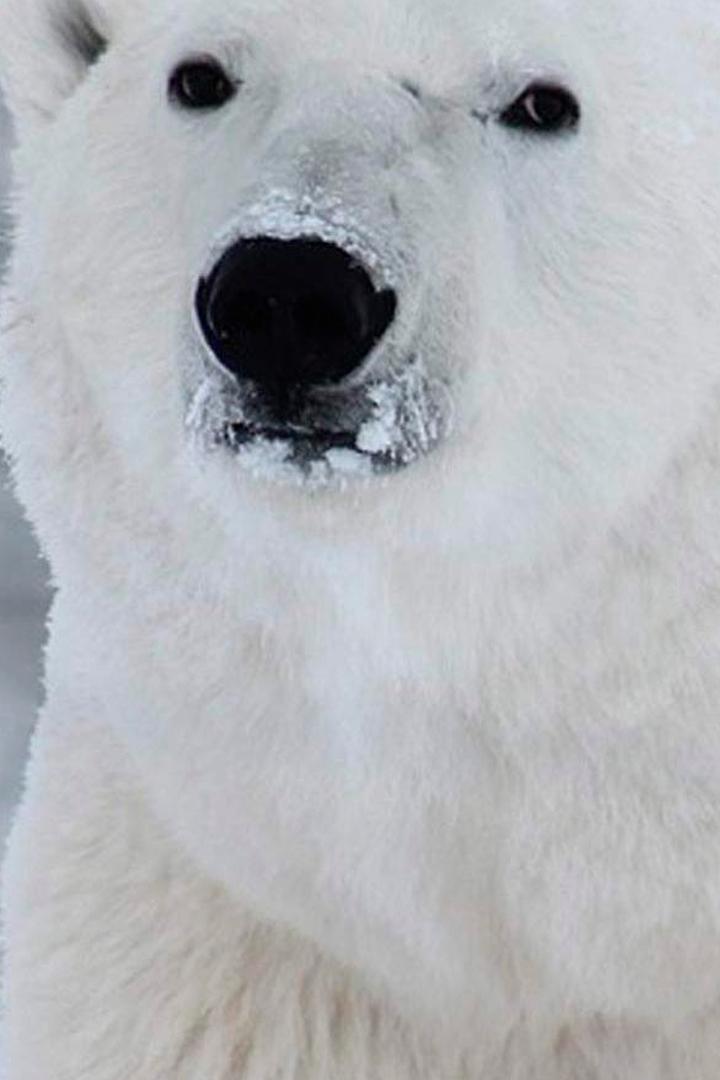 Дикая Арктика (dikaja-arktika) Документальный сериал