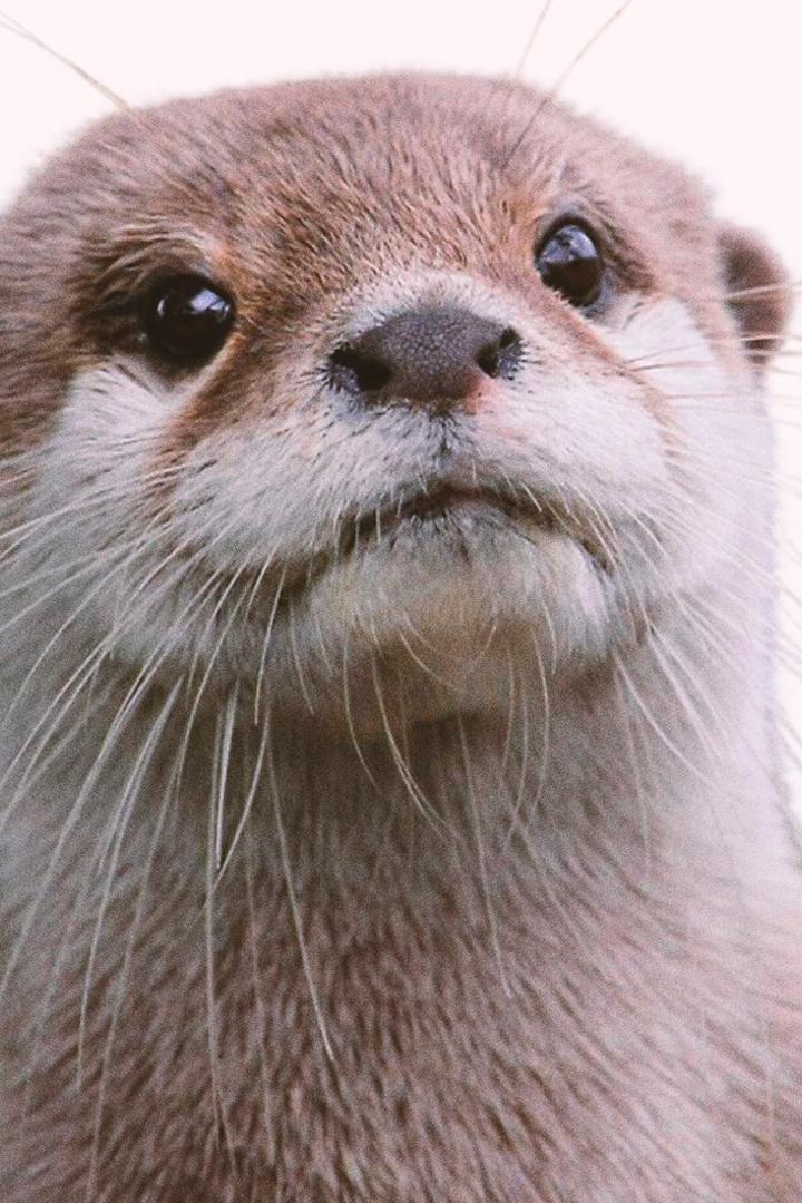 Выдры, глобальное потепление (vydry-globalnoe-poteplenie) Документальный фильм